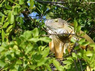 Ian Poulson's reptile in Florida tree